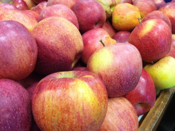 Red Delicious Apples  Local Apple Variety From Old Peru, United States of  America